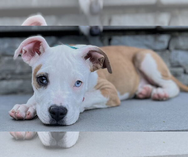 Medium Photo #10 American Pit Bull Terrier-Unknown Mix Puppy For Sale in Wakefield, RI, USA