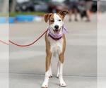 Small #8 Whippet Mix