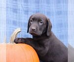 Small Photo #4 Labrador Retriever Puppy For Sale in ELLIOTTSBURG, PA, USA