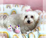 Small Photo #3 Maltese Puppy For Sale in Bon Carbo, CO, USA