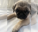 Small Photo #6 Pug Puppy For Sale in ISLANDTON, SC, USA