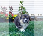 Small #3 Pembroke Welsh Corgi