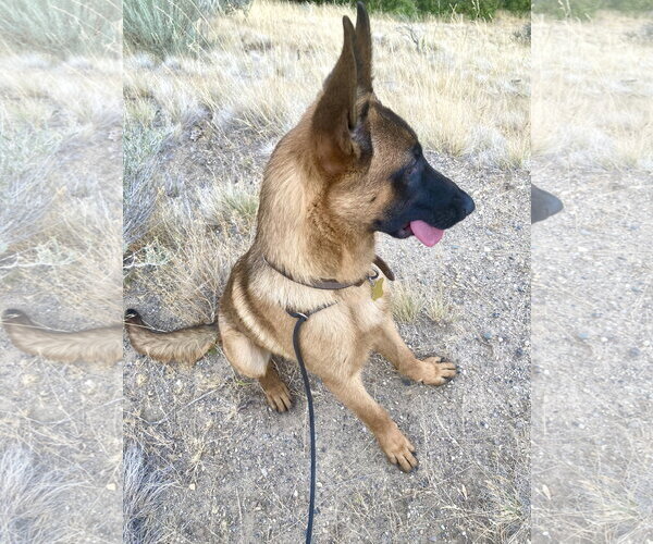Medium Photo #9 Mutt Puppy For Sale in Sandy, UT, USA
