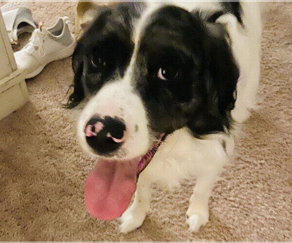 Medium Photo #1 Australian Shepherd-Unknown Mix Puppy For Sale in Bellingham, WA, USA