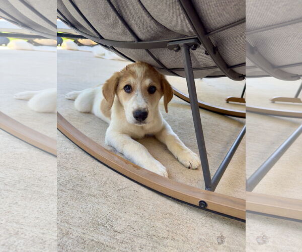 Medium Photo #4 Great Pyrenees-Red Heeler Mix Puppy For Sale in McKinney, TX, USA