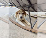 Small #3 Great Pyrenees-Red Heeler Mix