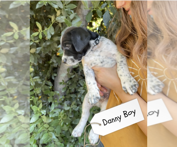 Medium Photo #4 Pointer Puppy For Sale in SACRAMENTO, CA, USA