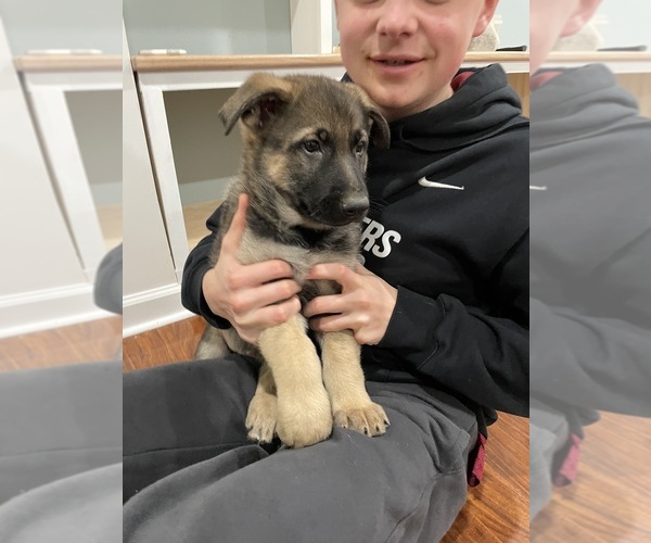 Medium Photo #5 German Shepherd Dog Puppy For Sale in MADISON HEIGHTS, VA, USA