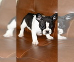 Puppy Fresa French Bulldog