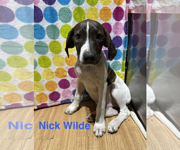 Medium Photo #1 Labrador Retriever-Unknown Mix Puppy For Sale in Ball Ground, GA, USA