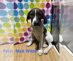 Small Labrador Retriever Mix