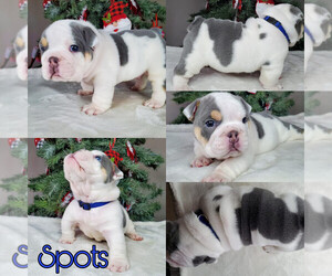 Medium English Bulldog