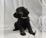 Small Photo #2 Poodle (Standard) Puppy For Sale in DENHAM SPRINGS, LA, USA