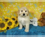 Small #2 Goldendoodle