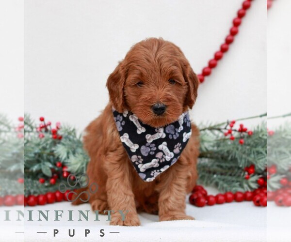 Medium Photo #1 Goldendoodle (Miniature) Puppy For Sale in NARVON, PA, USA