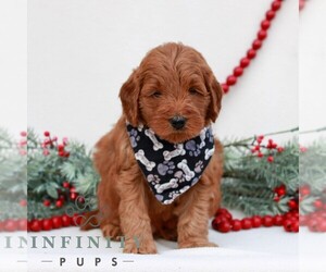 Goldendoodle (Miniature) Puppy for sale in NARVON, PA, USA