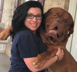 Father of the Dogue de Bordeaux puppies born on 08/27/2018