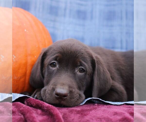 Medium Photo #1 Labrador Retriever Puppy For Sale in ELLIOTTSBURG, PA, USA