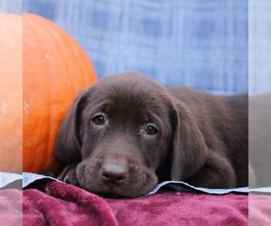 Labrador Retriever Puppy for sale in ELLIOTTSBURG, PA, USA