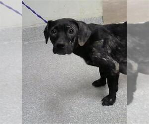 American Pit Bull Terrier Dogs for adoption in Pasadena, TX, USA