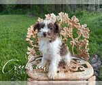 Small #3 Schnauzer (Miniature)