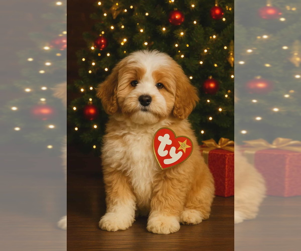 Medium Photo #1 Bernedoodle Puppy For Sale in MILLVILLE, MN, USA
