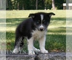 Small #2 Samoyed-Siberian Husky Mix