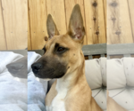 Small Photo #8 German Shepherd Dog-Unknown Mix Puppy For Sale in Polson, MT, USA