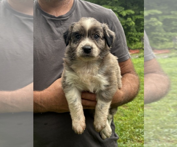 Medium Photo #6 Texas Heeler Puppy For Sale in TALKING ROCK, GA, USA