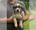 Small #5 Texas Heeler