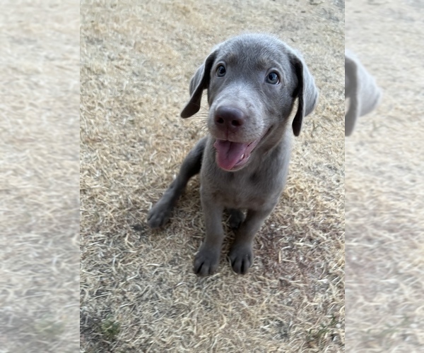 Medium Photo #1 Labrador Retriever Puppy For Sale in HOBART, OK, USA