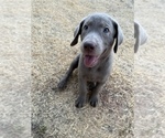 Small Photo #1 Labrador Retriever Puppy For Sale in HOBART, OK, USA