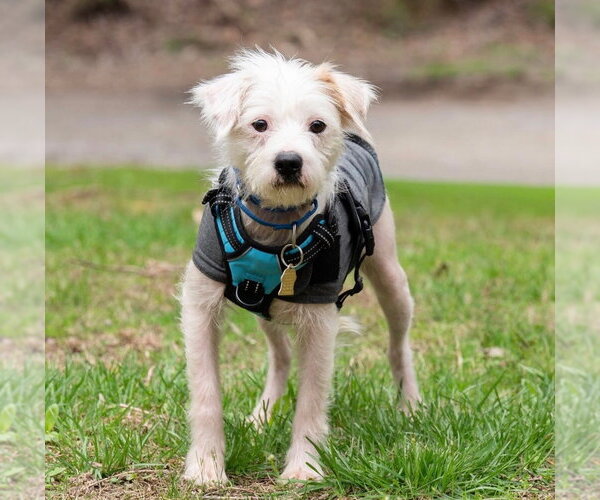 Medium Photo #3 Mutt Puppy For Sale in Ellijay, GA, USA