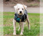 Small #2 Mutt