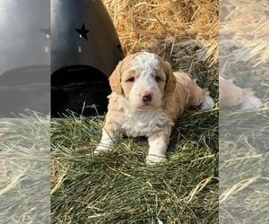 Miniature Bernedoodle Puppy for sale in LONGMONT, CO, USA