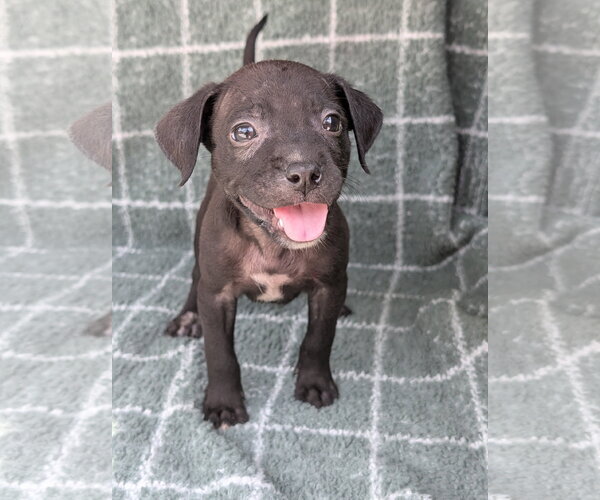 Medium Photo #5 Chihuahua-Unknown Mix Puppy For Sale in Oakhurst, NJ, USA