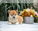 Puppy Charlotte Shiba Inu