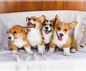 Pembroke Welsh Corgi Puppy for Sale in WAKARUSA, Indiana USA
