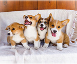 Small Pembroke Welsh Corgi