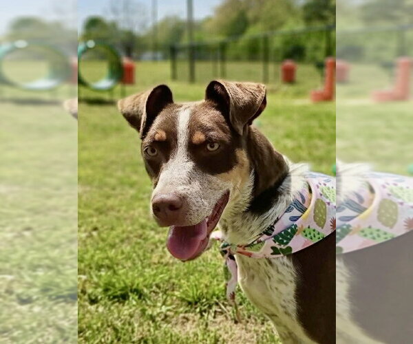 Medium Photo #2 Australian Kelpie-German Shorthaired Pointer Mix Puppy For Sale in Southbury, CT, USA