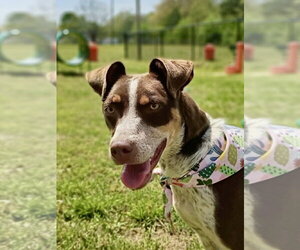 Darci - Female Australian Kelpie-German Shorthaired Pointer Mix Dog for Adoption - Photo #2