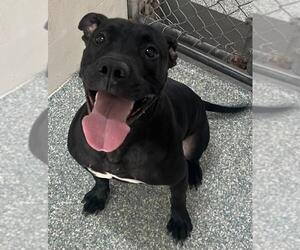 American Pit Bull Terrier Dogs for adoption in Salisbury, NC, USA