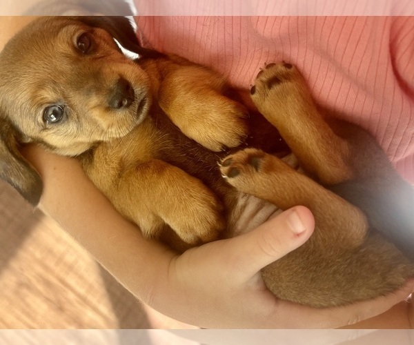 Medium Photo #4 Dachshund Puppy For Sale in HUNTINGTON BEACH, CA, USA