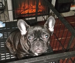 French Bulldog Puppy for sale in LOS ANGELES, CA, USA