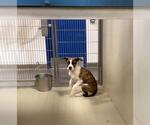 Small Bullboxer Pit