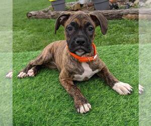 Boxer Puppy for sale in ARTHUR, IL, USA