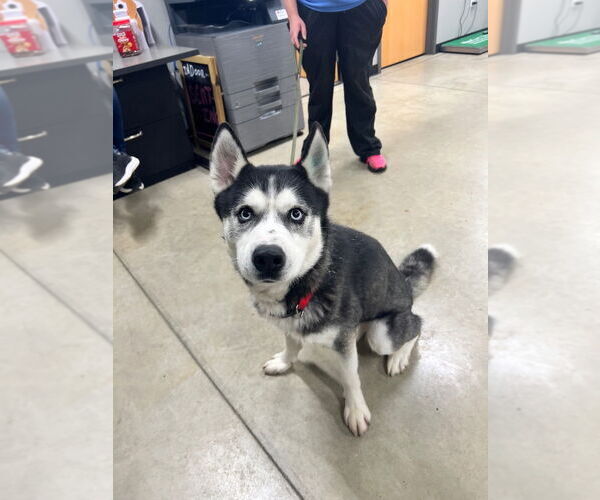 Medium Photo #4 Siberian Husky Puppy For Sale in Pierceton , IN, USA