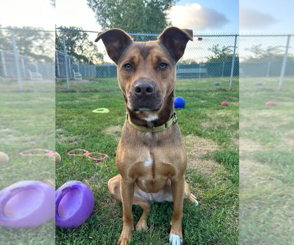 Medium Photo #7 Siberian Husky-Unknown Mix Puppy For Sale in South Bend, IN, USA