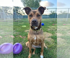 Ava - Female Siberian Husky-Unknown Mix Dog for Adoption - Photo #7