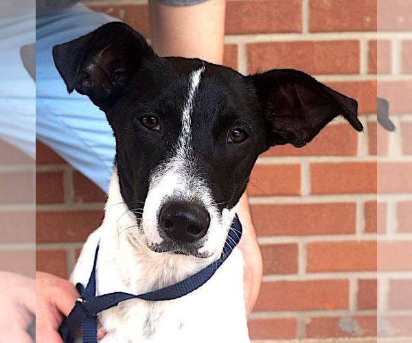 Medium Photo #2 Dalmatian-Unknown Mix Puppy For Sale in Carrollton, TX, USA